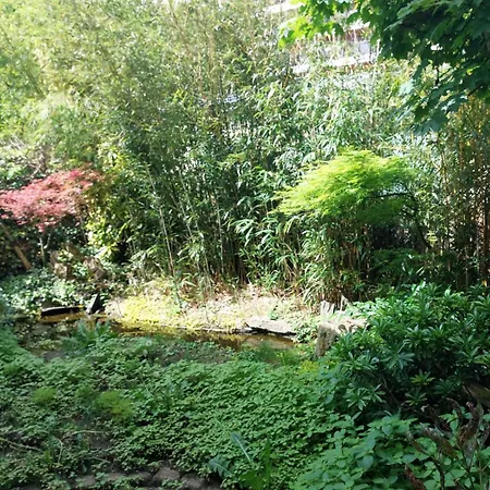 Bamboo * Meudon